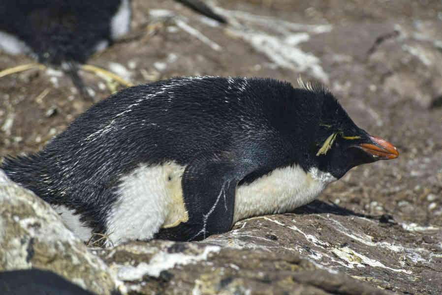 Pingüino Rockhopper - islas Falkland o Malvinas 28